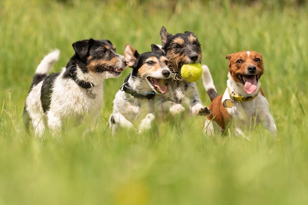 Why Supervised Dog Group Play Is Important for Safety